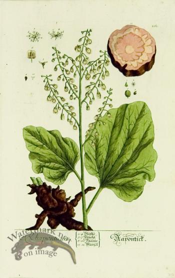 Blackwell German 020